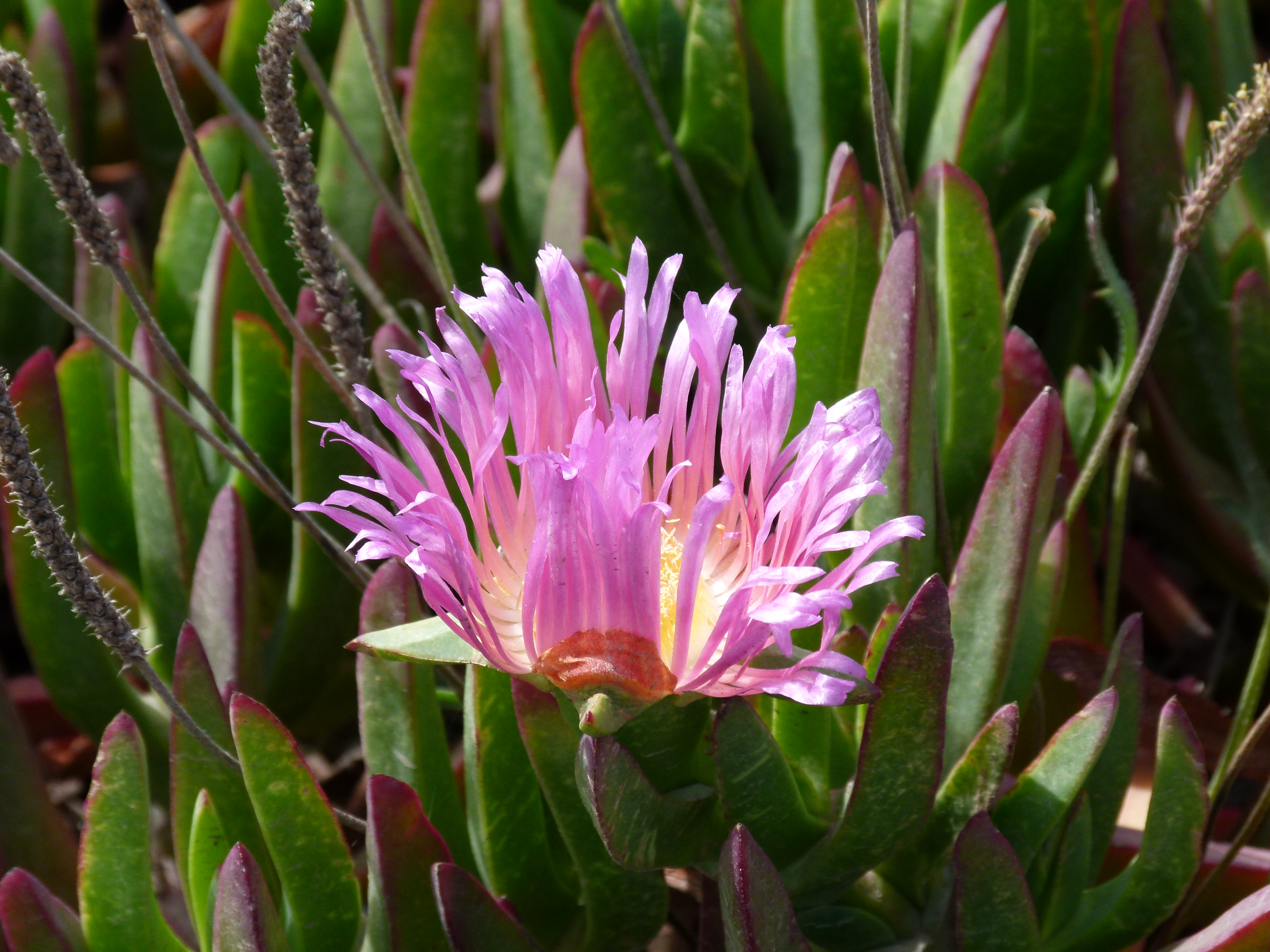 Blume